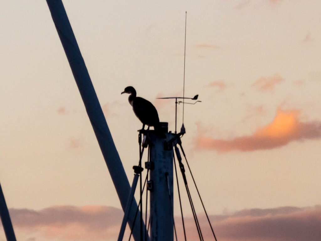 A South African cormorant sitting at the top of the mast, just a few centimetres from the unbreakable wind indicator.