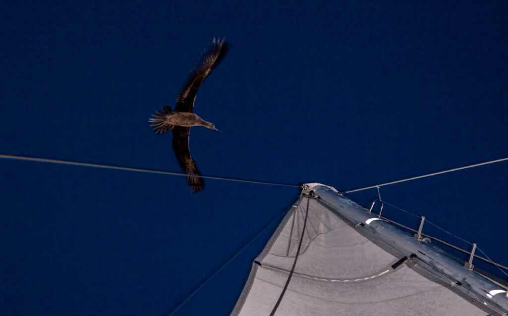 A common occurrence when sailing at night: a brown booby, certainly attracted by the navigation lights, is attempting to land on the masthead. Note that the previous wind indicator has already been broken off by one of its predecessors.